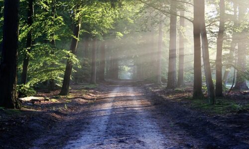 From ACE Study to Healing Practice